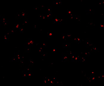 IFN-beta Antibody