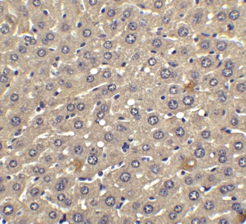IFN-beta Antibody