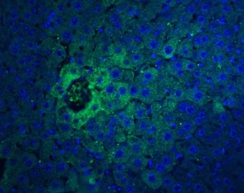 IFNB1 Antibody