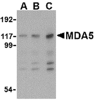 IFIH1 Antibody