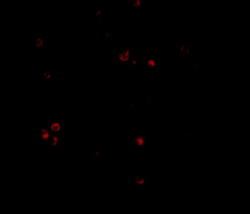 IFIH1 Antibody