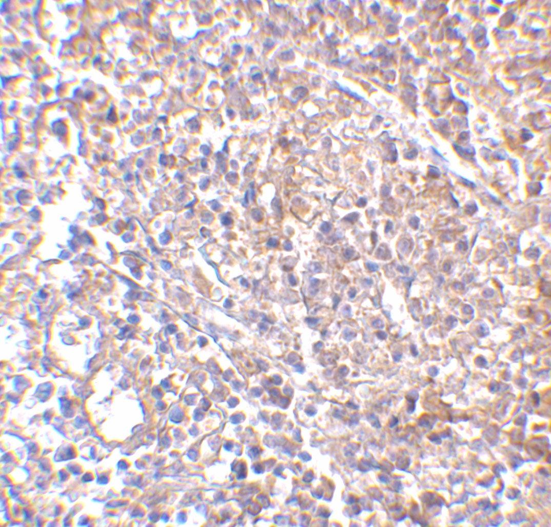 MD-2 Antibody [9F1B1]
