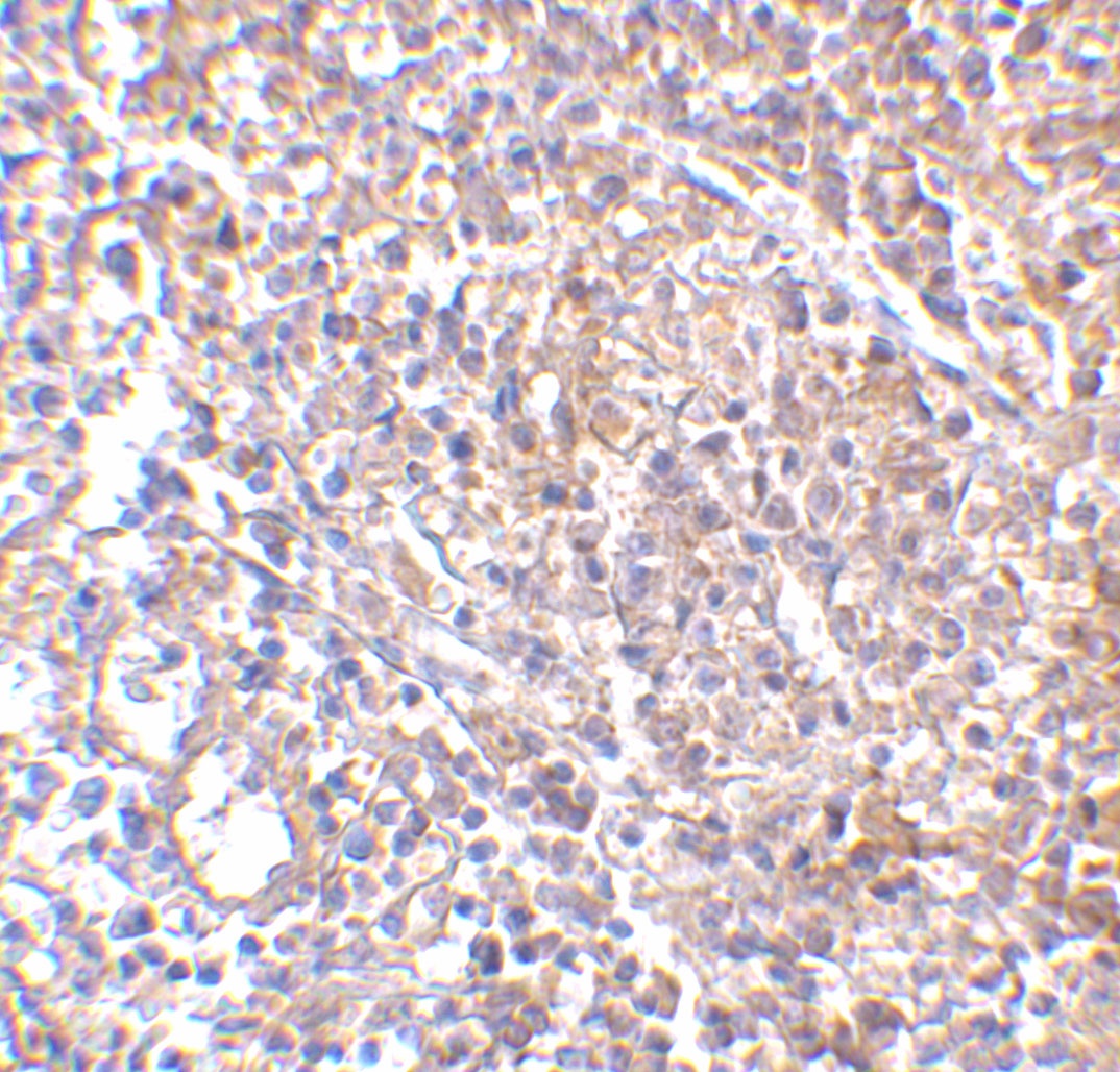 LY96 Antibody