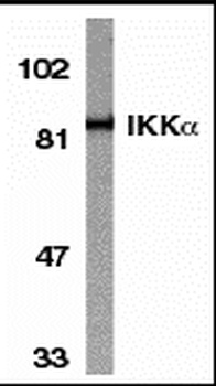 CHUK Antibody
