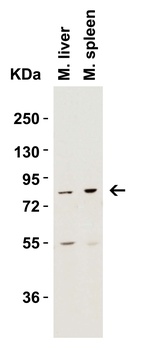 IKBKE Antibody