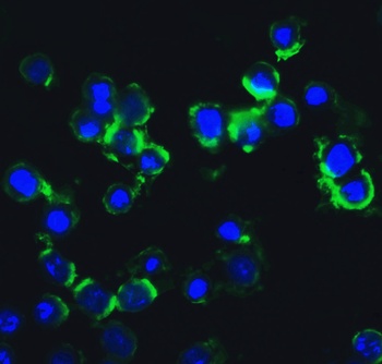 IKBKE Antibody