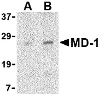 MD-1 Antibody