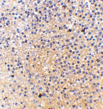 LY86 Antibody