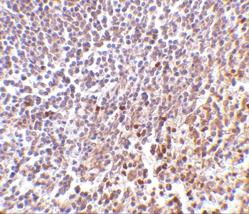 LY86 Antibody