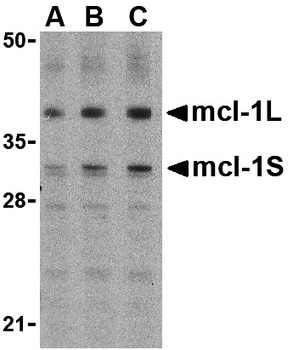 MCL1 Antibody