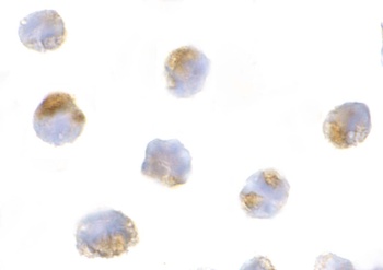 MCL1 Antibody