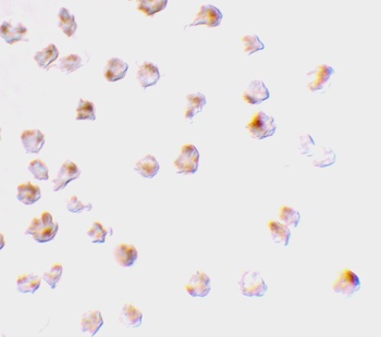 MCL1 Antibody
