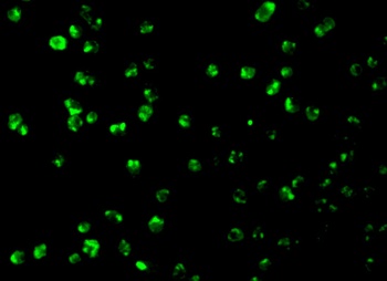 MCL1 Antibody
