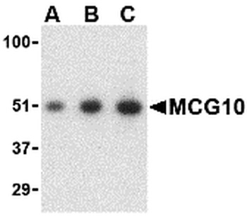 MCG10 Antibody
