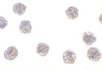 MCG10 Antibody