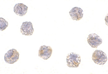 PCBP4 Antibody