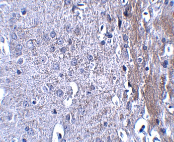 MATN4 Antibody