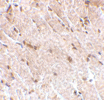 MAPKAP1 Antibody