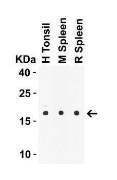 IL-21 Antibody