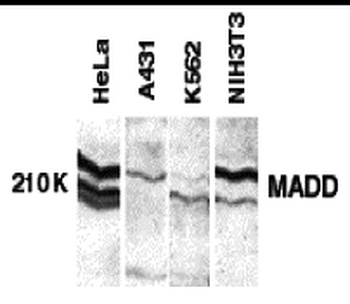 MADD Antibody