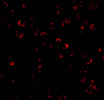 IL-23 Antibody