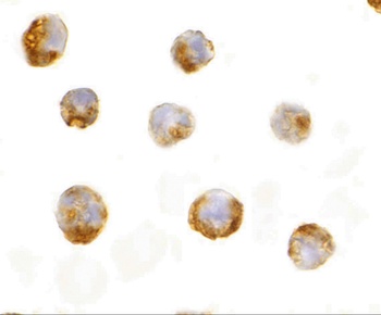 IL-23 Antibody