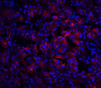 IL-23 Antibody