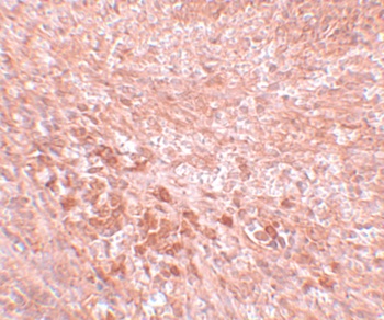 SEC16B Antibody