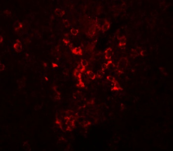 SEC16B Antibody