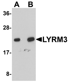 NDUFB9 Antibody