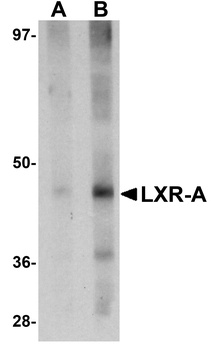 NR1H3 Antibody