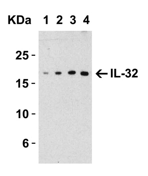 IL-32 Antibody