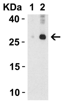 IL-32 Antibody