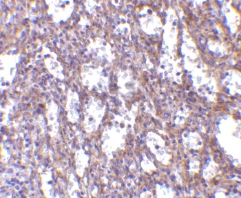 IL-32 Antibody