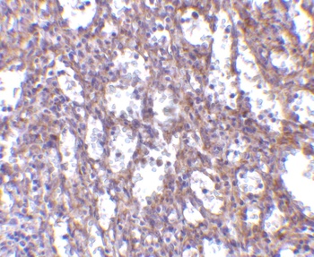 IL32 Antibody