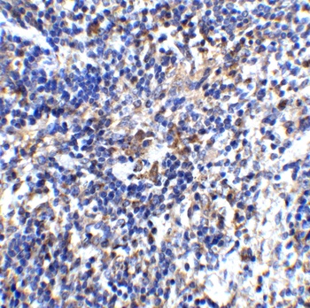 IL-32 Antibody