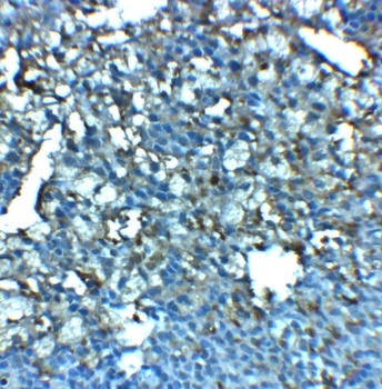 LRRC8A Antibody