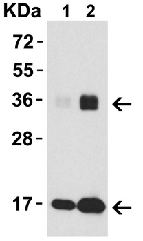 IL-33 Antibody