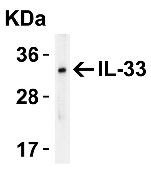 IL-33 Antibody
