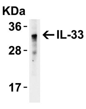 IL33 Antibody