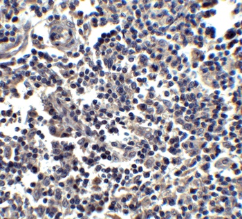 IL-33 Antibody