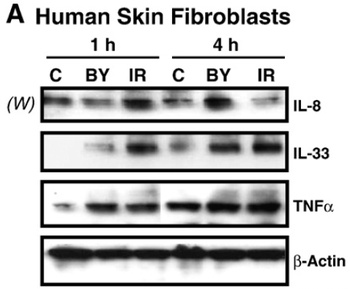 IL-33 Antibody