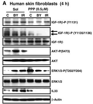 IL-33 Antibody