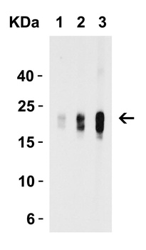 IL-9 Antibody