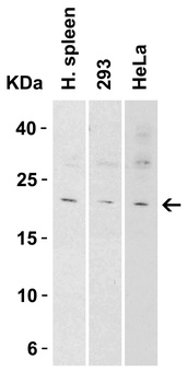 IL-9 Antibody