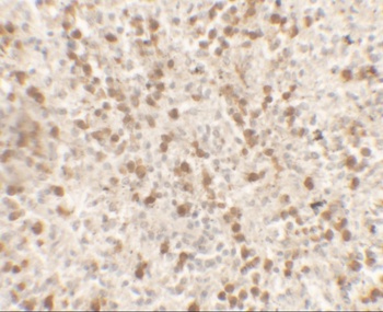 IL-9 Antibody