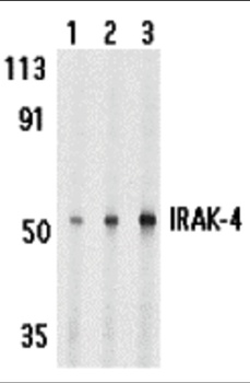 IRAK4 Antibody