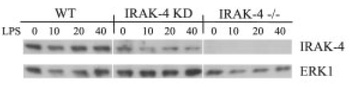 IRAK4 Antibody