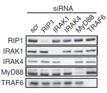 IRAK4 Antibody