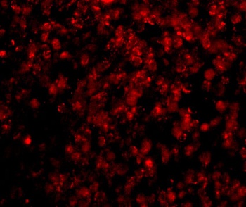 Lipe Antibody